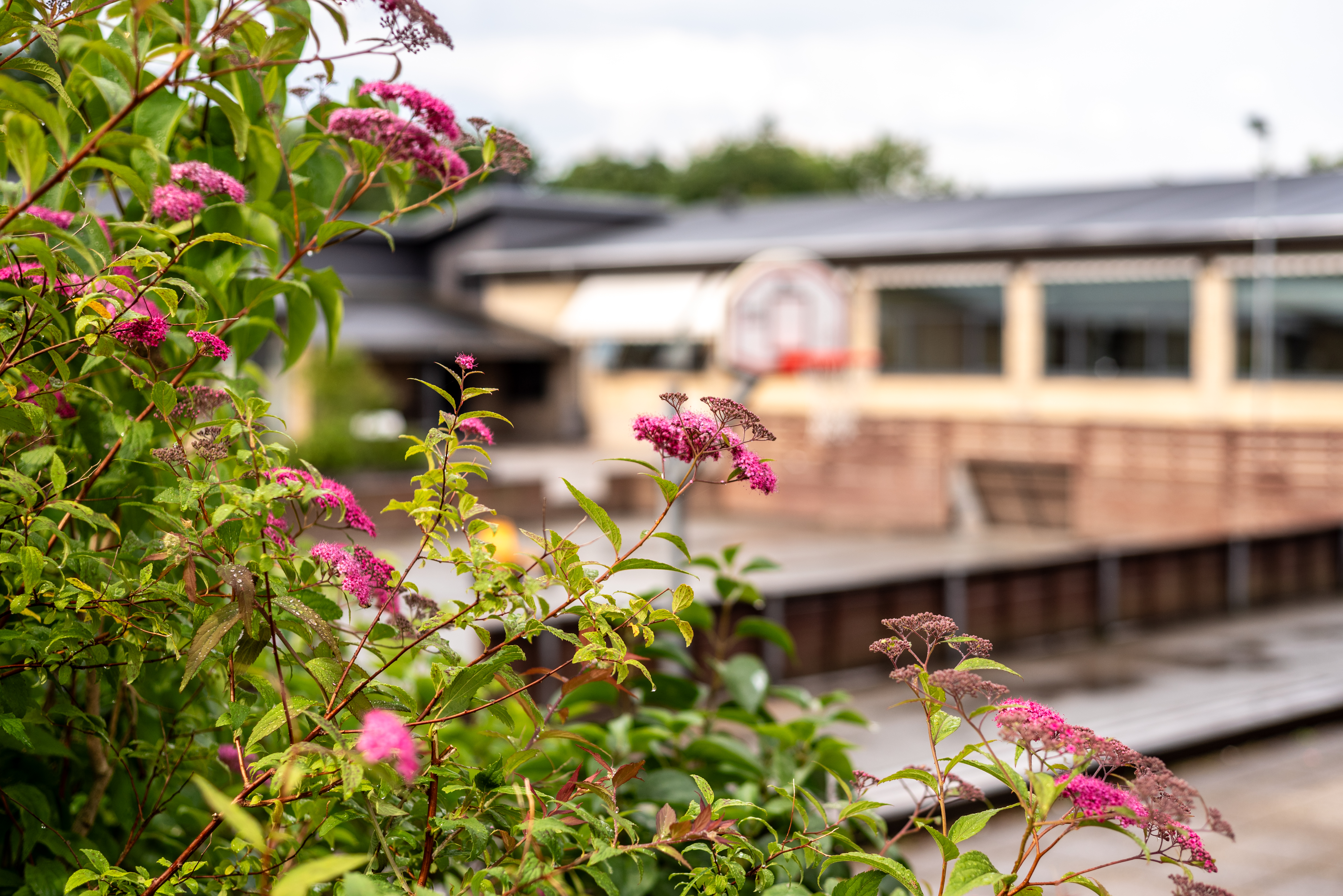 Busk i skolegården på Sabro-Korsvejskolen