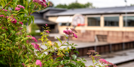 Busk i skolegården på Sabro-Korsvejskolen